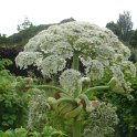 Heracleum mantegazianum